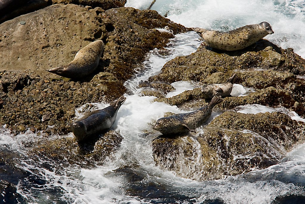 Big Sur 20
