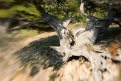 Big Sur 18