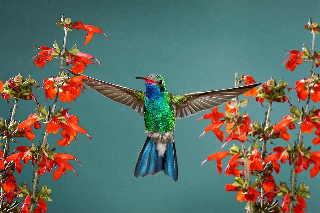 Hummingbird03