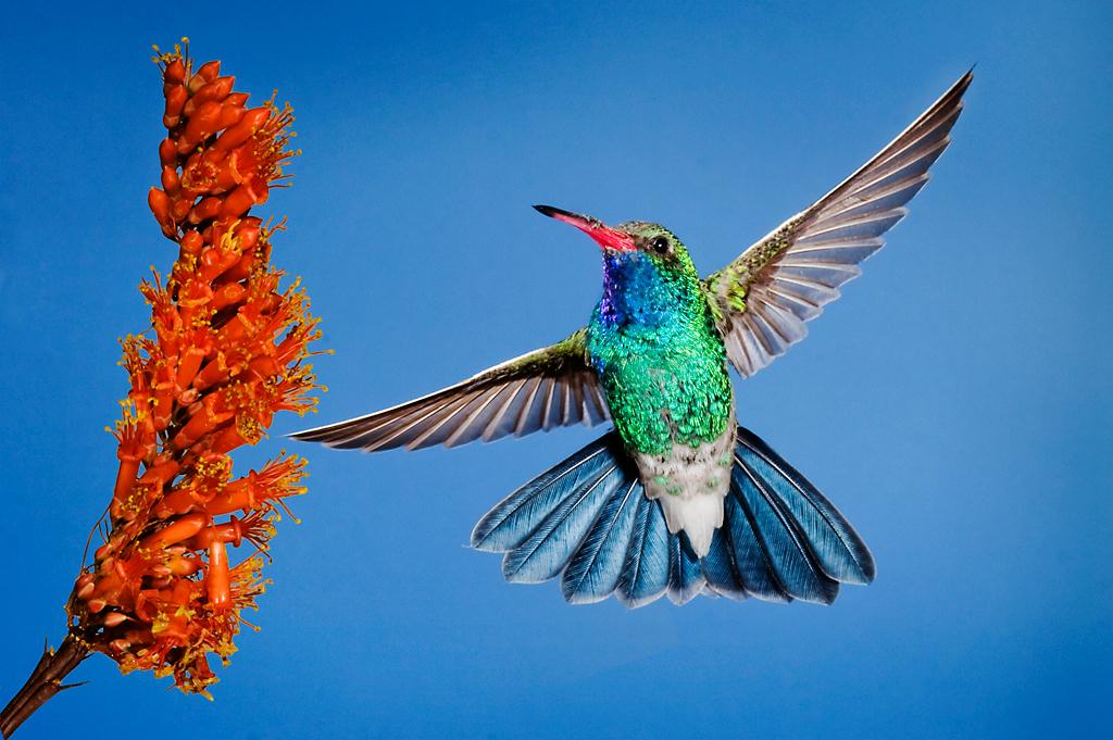 Hummingbird09