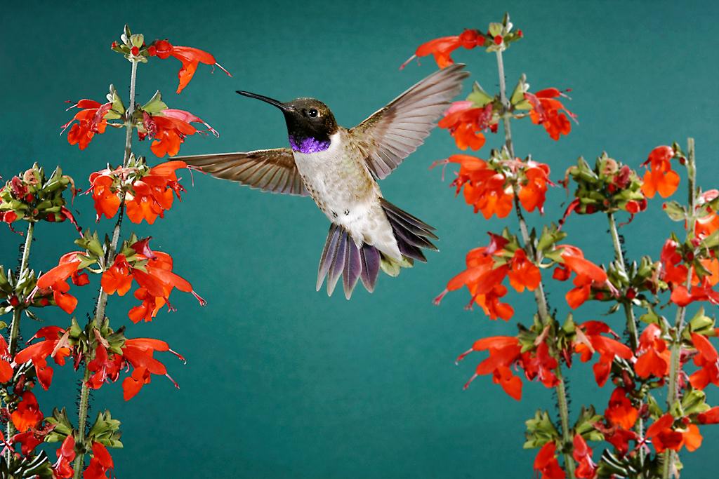 Hummingbird12