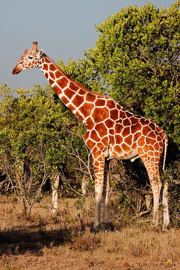 Kenya027
