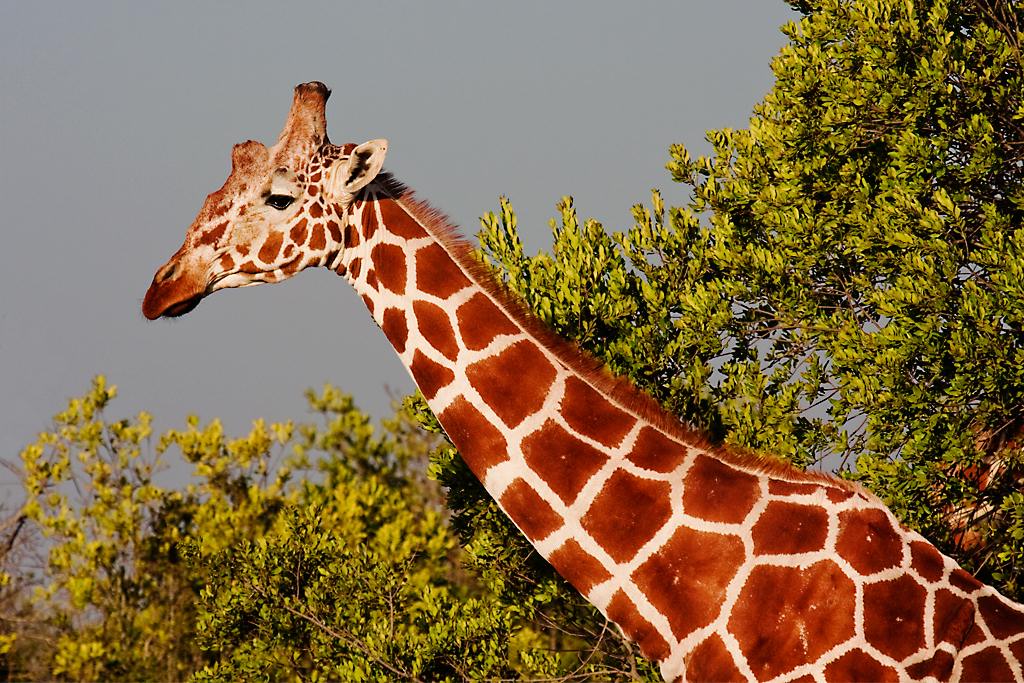 Kenya028