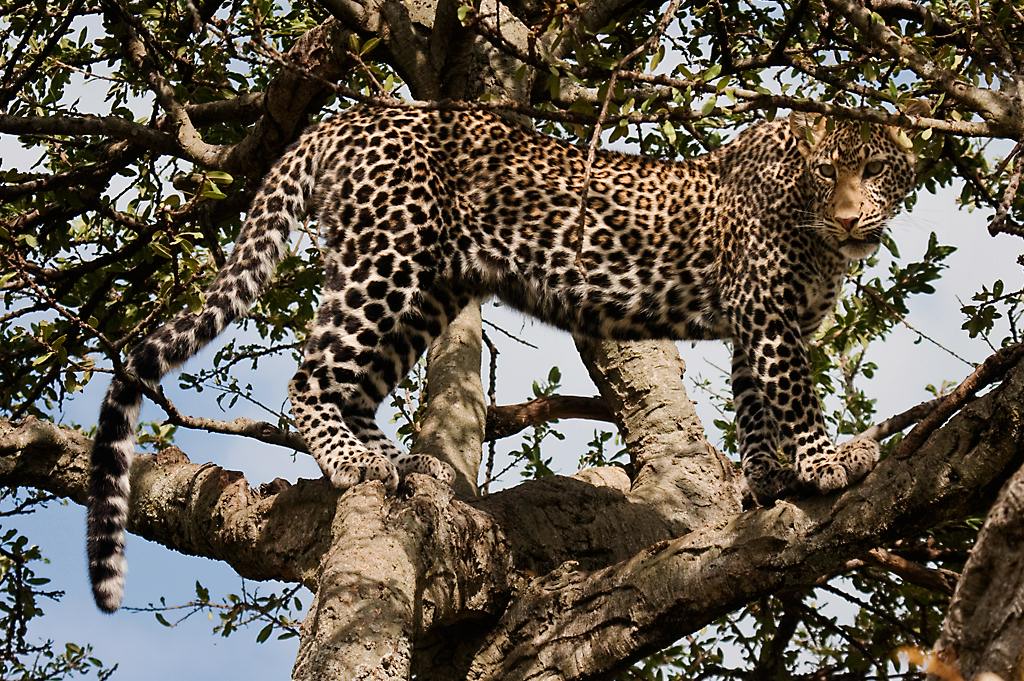 Kenya031