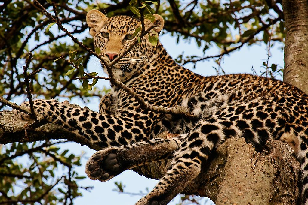 Kenya032