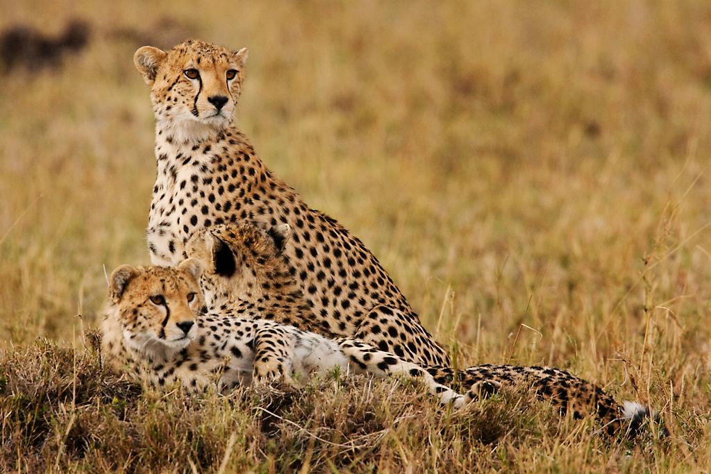 Kenya034