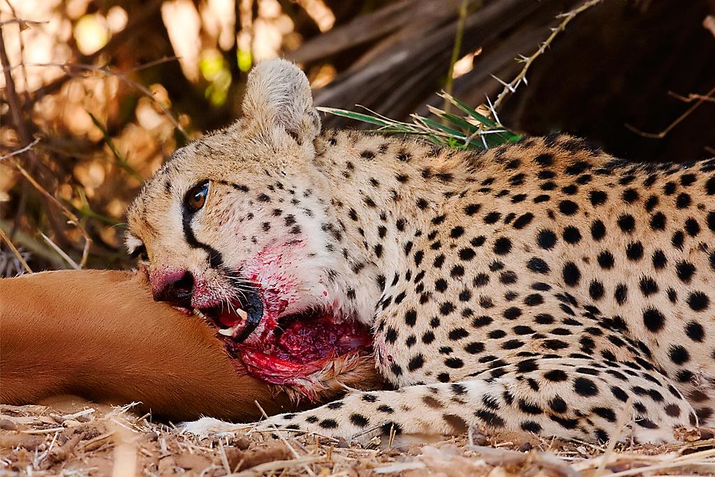 Kenya036