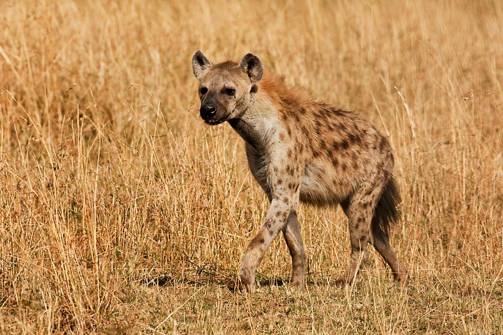 Kenya039