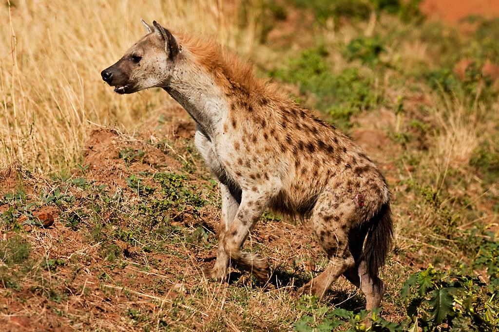 Kenya040