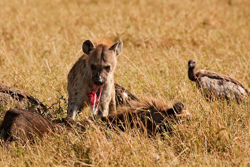 Kenya042