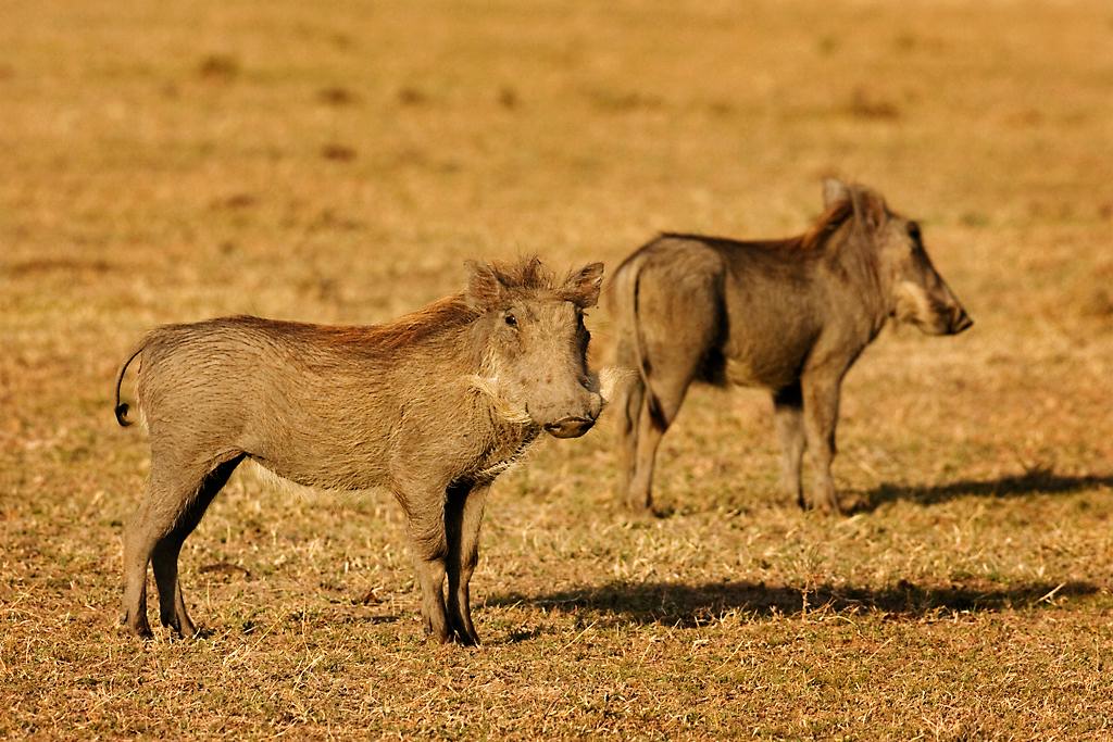 Kenya043