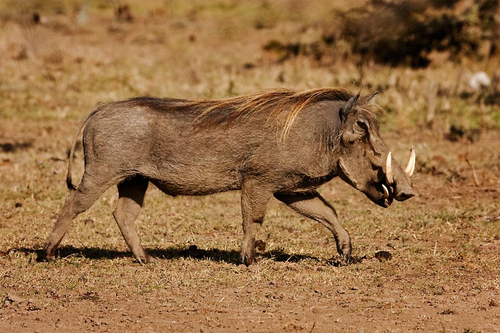 Kenya045