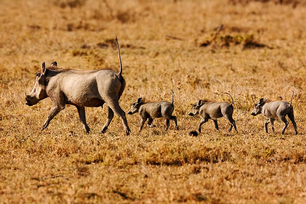 Kenya046