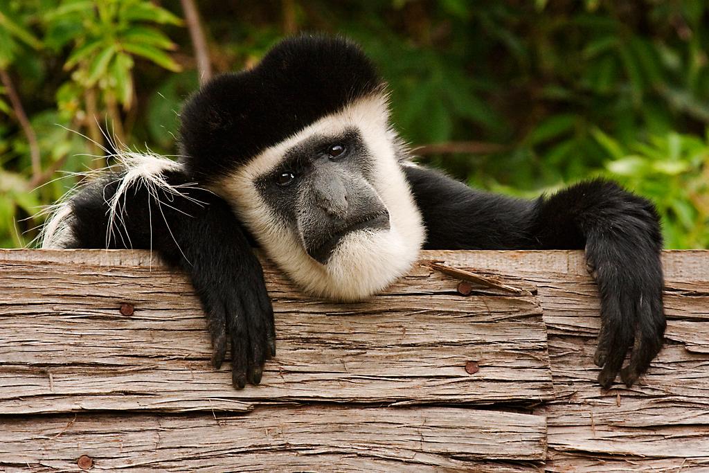 Kenya048