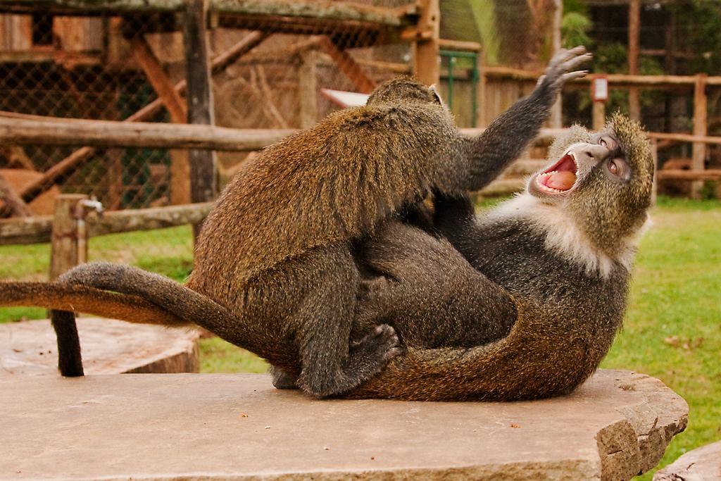 Kenya051
