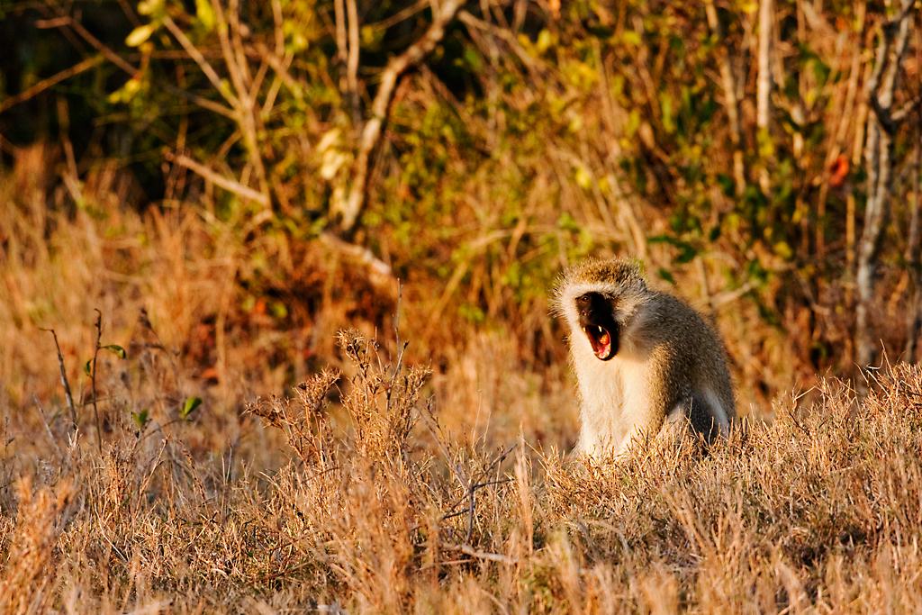 Kenya052
