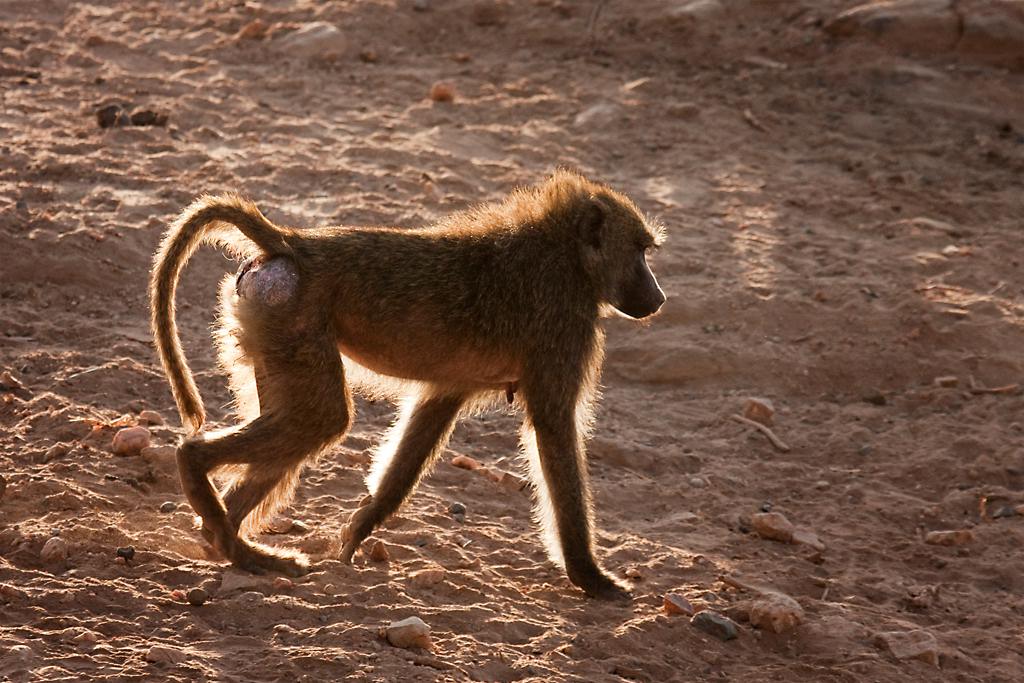 Kenya053