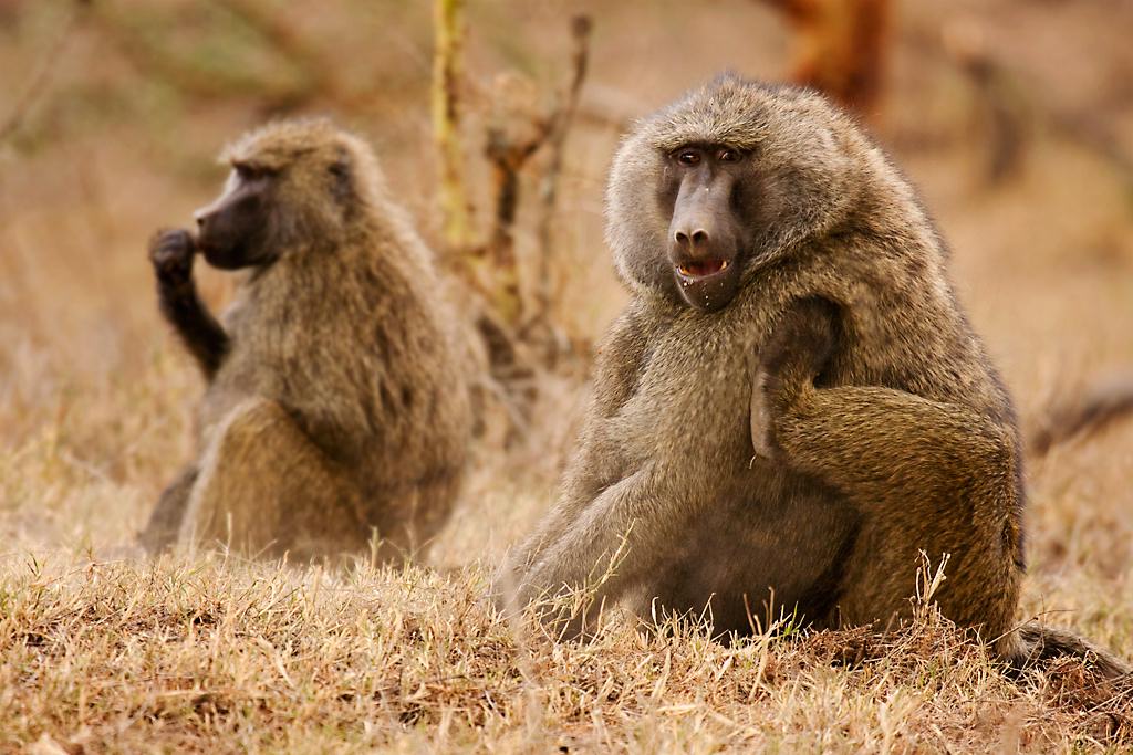 Kenya054