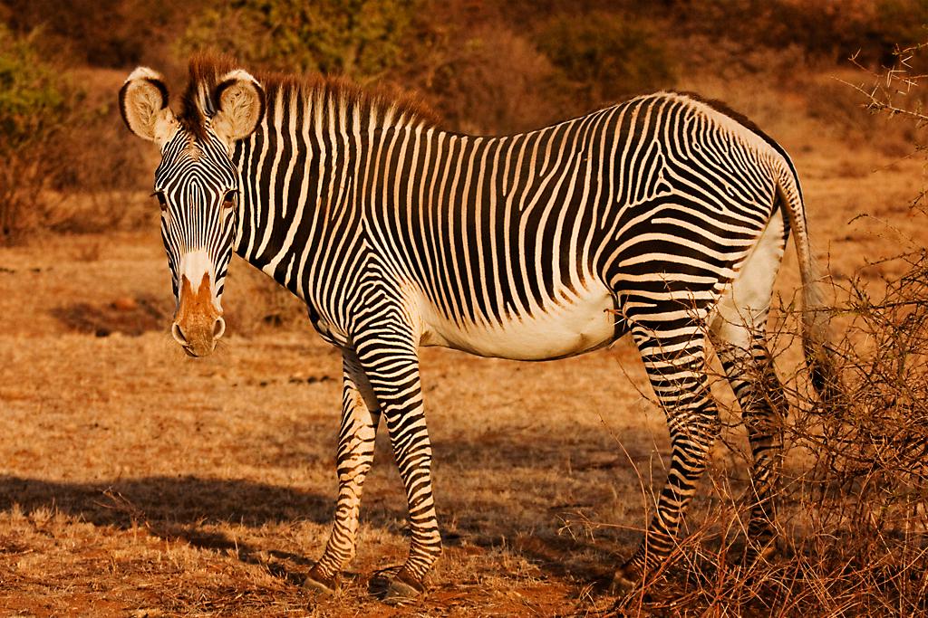 Kenya055