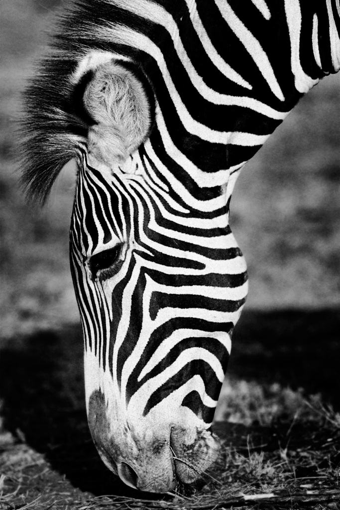 Kenya056
