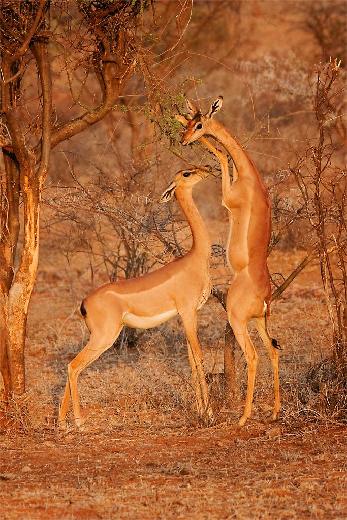 Kenya057