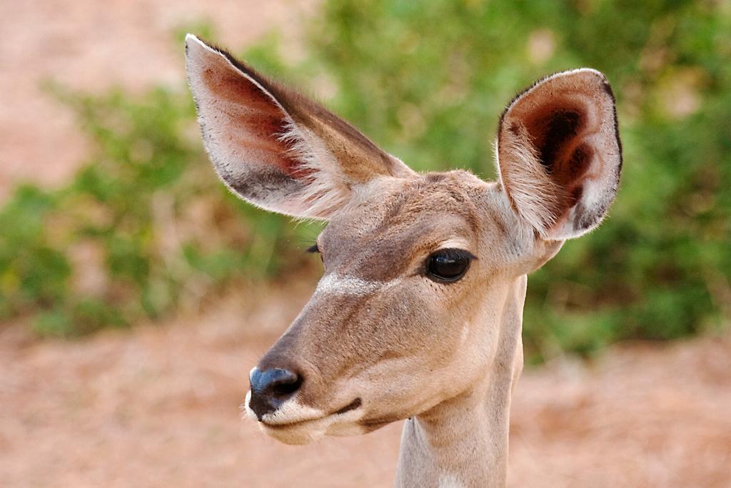 Kenya058
