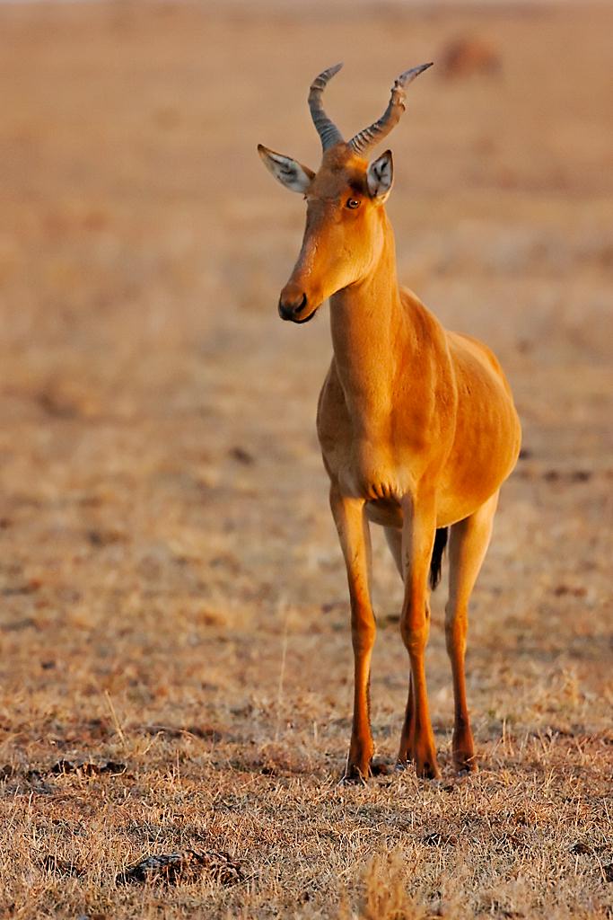 Kenya059
