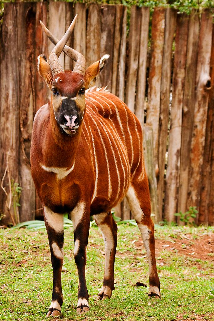 Kenya060