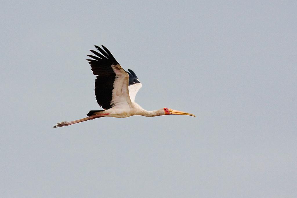 Kenya068