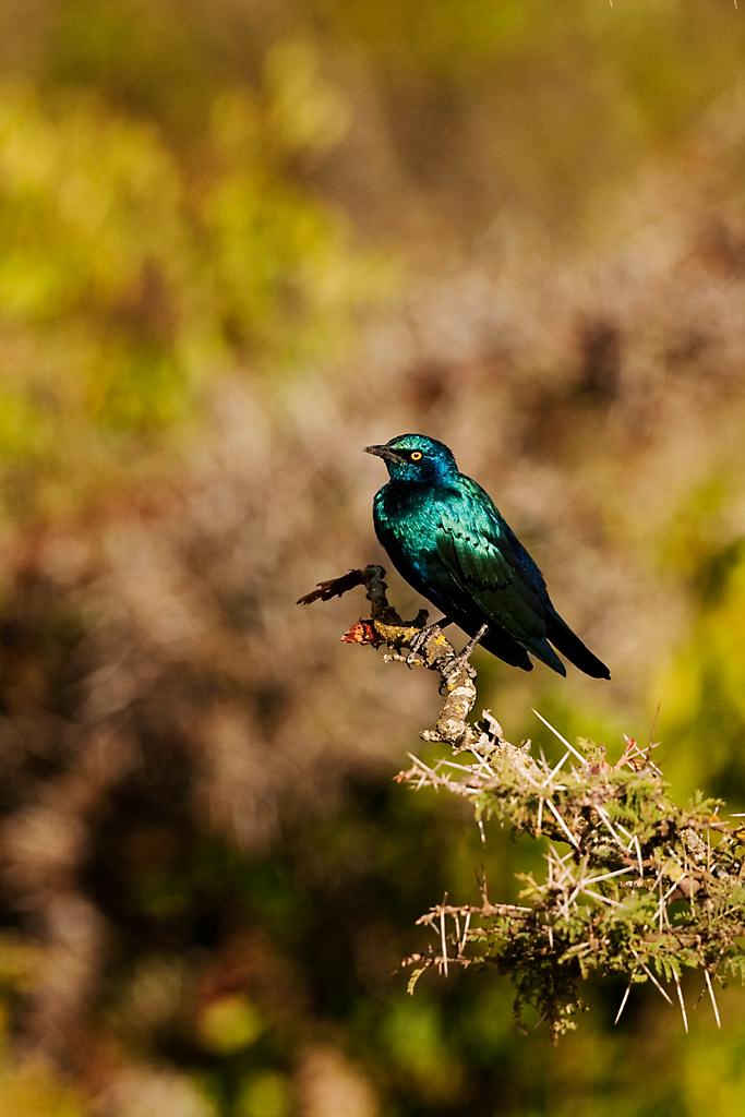 Kenya070