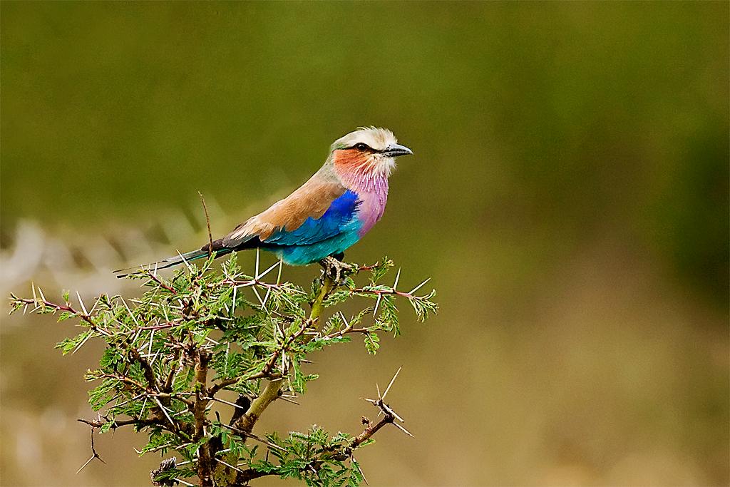 Kenya071
