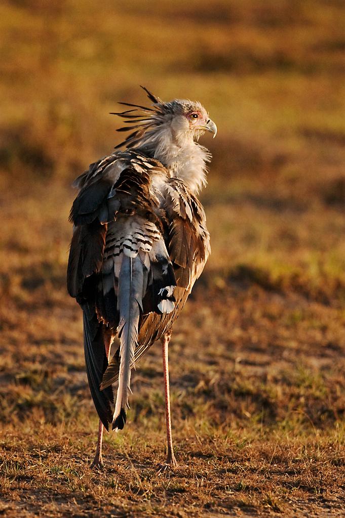 Kenya072