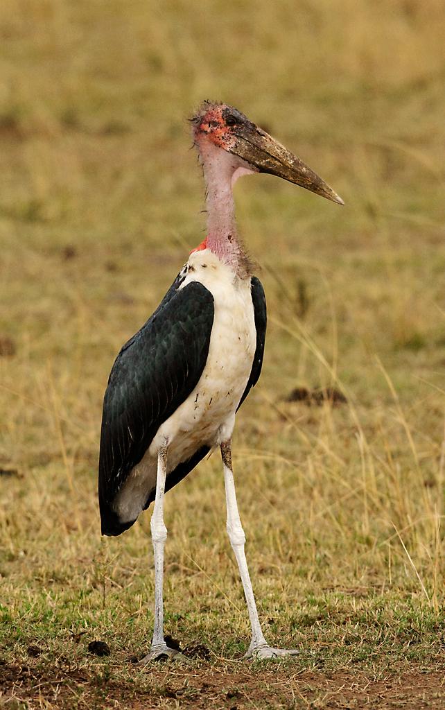 Kenya073