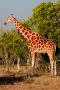 Kenya027