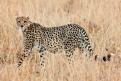Kenya035