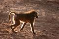 Kenya053