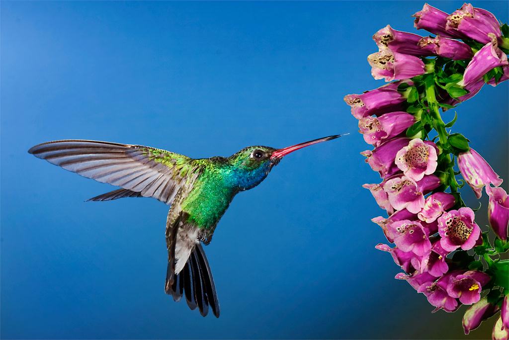 Hummingbird06